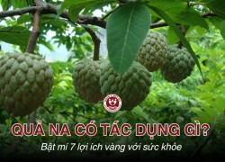Quả na có tác dụng gì? Bật mí 7 lợi ích vàng với sức khỏe 